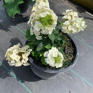 Hydrangea quercifolia Munchkin