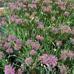 Allium Lavender Bubbles