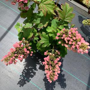 Hydrangea quercifolia Sikes Dwarf