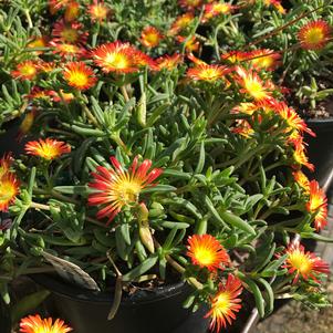 Delosperma Fire Spinner