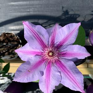 Clematis Candy Stripe