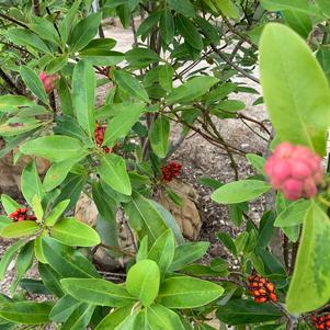 Magnolia virginiana 