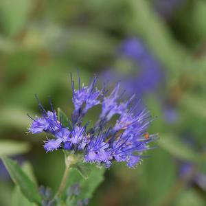 Caryopteris x clandonensis Dark Knight