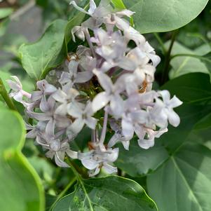 Syringa vulgaris New Age™ Lavender (pp32623) 