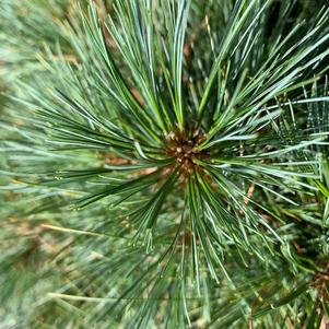 Pinus strobus Blue Shag