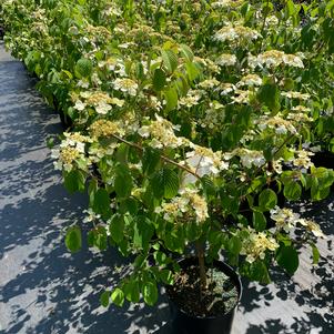 Viburnum plicatum var. tomentosum Mariesii