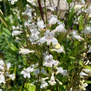 Penstemon digitalis 