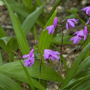 Bletilla striata 