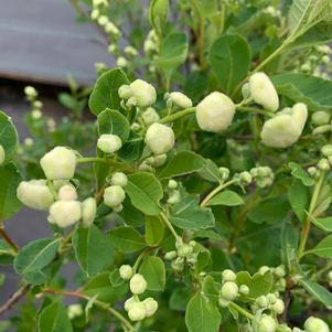 Exochorda Racemosa Snow Day® Blizzard(PP23329) 