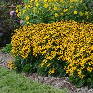 Rudbeckia fulgida var. sullivantii Little Goldstar