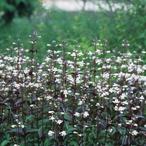 Penstemon digitalis Husker Red