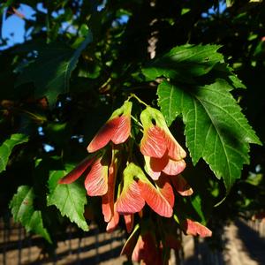 Acer ginnala Flame