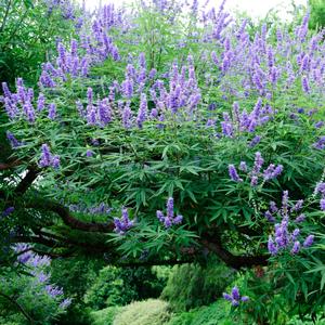 Vitex agnus-castus 