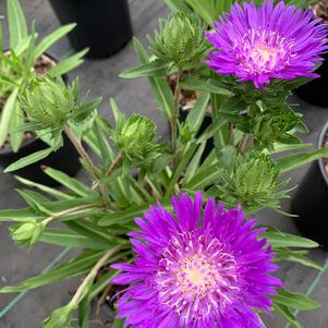 Stokesia laevis Honeysong Purple