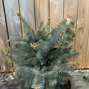 Picea pungens Ruby Teardrops