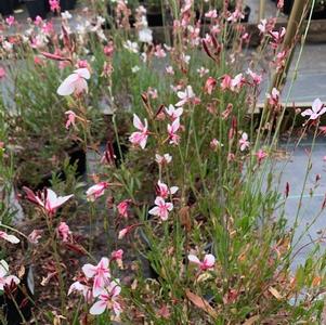 Gaura lindheimeri Siskiyou Pink