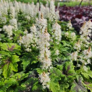 Tiarella cordifolia Fingerpaint