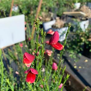 Cytisus scoparius Burkwoodii