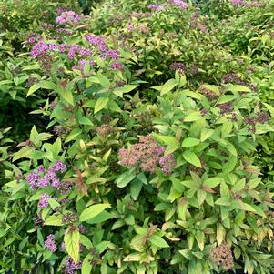 Spiraea x bumalda Goldflame