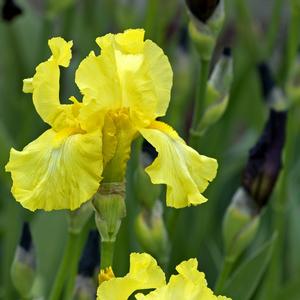 Iris germanica Harvest Of Memories