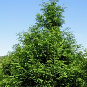 Metasequoia glyptostroboides 