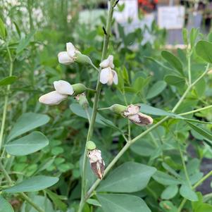 Baptisia alba var. macrophylla 