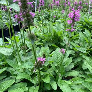 Stachys officinalis Hummelo