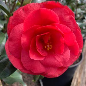 Camellia japonica Christmas Beauty