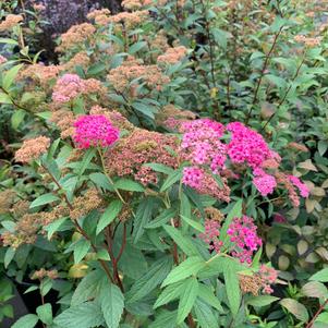 Spiraea x bumalda Anthony Waterer