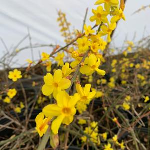 Jasminum nudiflorum 