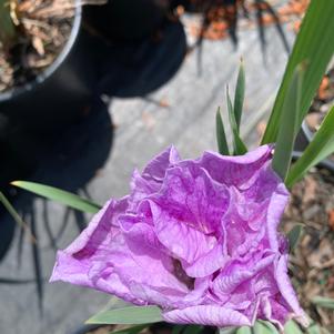 Iris siberica Pink Parfait