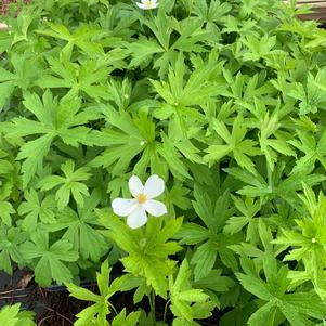 Anemone canadensis 