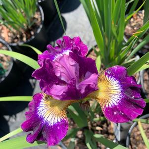 Iris sibirica Contrast in Styles