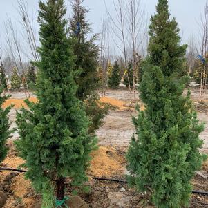 Juniperus chinensis Iowa