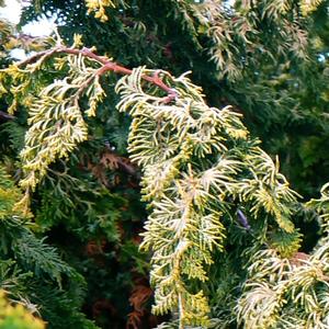 Chamaecyparis obtusa Fernspray Gold