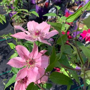 Clematis Sarah Elizabeth