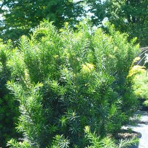 Taxus x media Hicksii