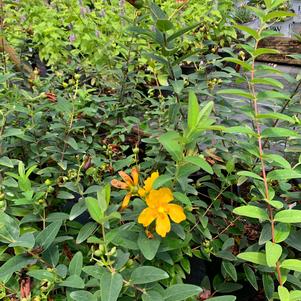 Hypericum calycinum 