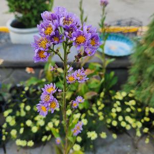 Aster tataricus Jindai