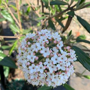 Viburnum x pragense (V. utile x rhytidophyllum) 