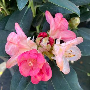 Rhododendron Percy Wiseman