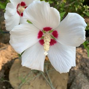 Hibiscus syriacus Red Heart