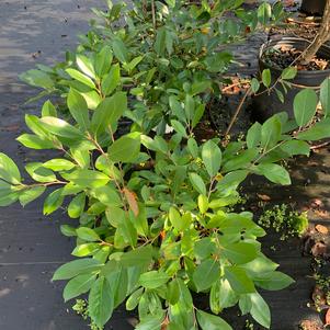 Aronia melanocarpa Ground Hug (pp31821) 