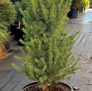 Picea glauca Conica