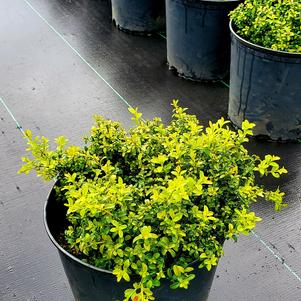 Buxus microphylla Kingsville