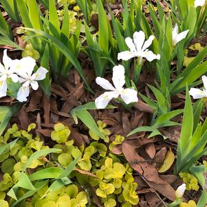 Iris cristata Tennessee White