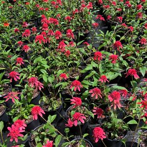 Echinacea purpurea Cranberry