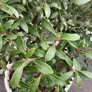 Ilex glabra Gem Box®(PP27554) 