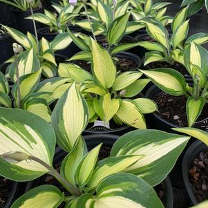 Hosta June