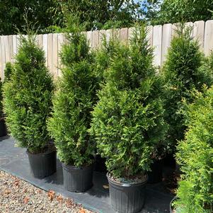 Thuja occidentalis Shearless